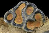 Desmostylus Molar (Hippo-Like Animal) - California #154321-4